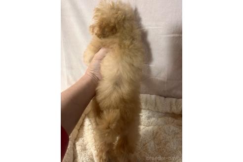 販売中の鹿児島県のマルプー:マルチーズ×トイプードル-382302の3枚目