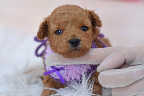 販売中の埼玉県のミックス犬-392949の7枚目