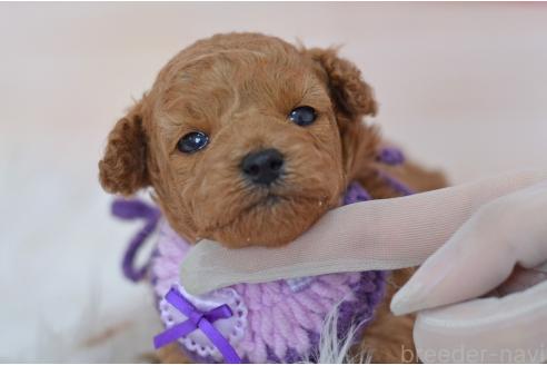 販売中の埼玉県のミックス犬-392949の6枚目