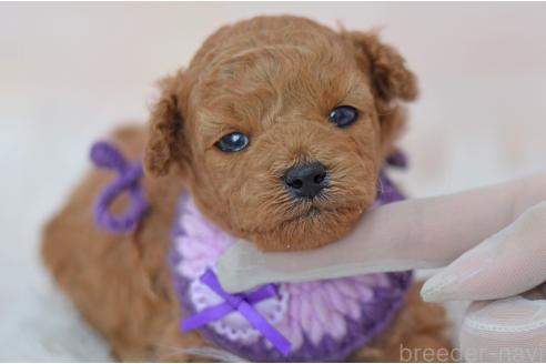 販売中の埼玉県のミックス犬-392949の5枚目