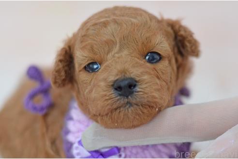 販売中の埼玉県のミックス犬-392949の4枚目