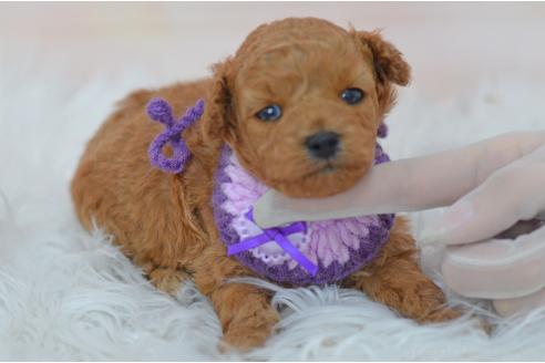 販売中の埼玉県のミックス犬-392949の3枚目