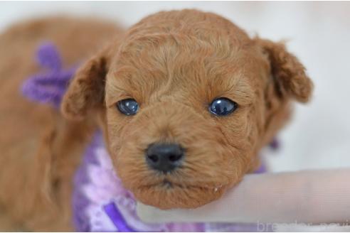 販売中の埼玉県のミックス犬-392949の2枚目