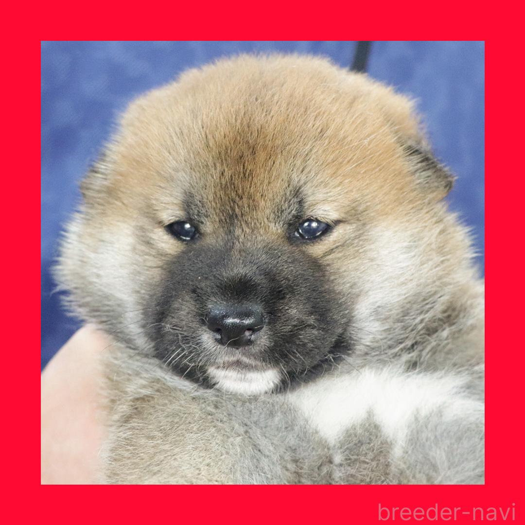 販売中の愛知県の柴犬-390731