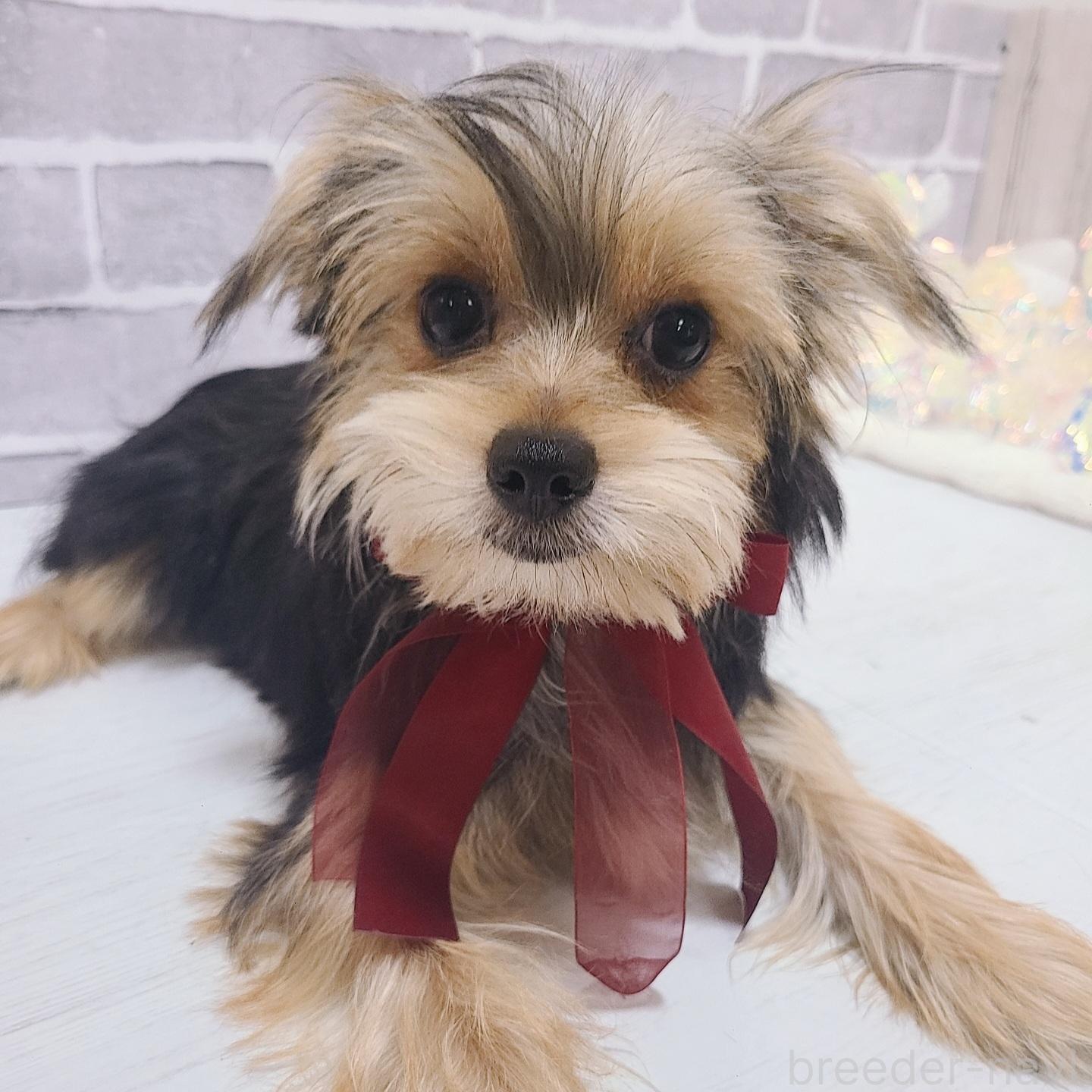 販売中の東京都のミックス犬-351064の1枚目