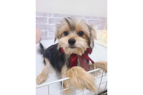 販売中の東京都のミックス犬-351064の8枚目