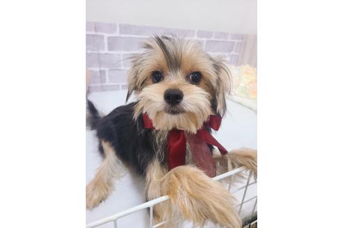 販売中の東京都のミックス犬-351064の7枚目