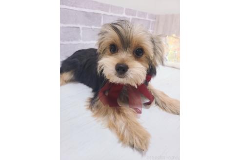 販売中の東京都のミックス犬-351064の5枚目