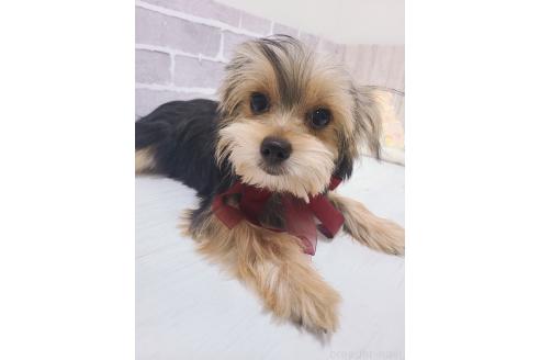 販売中の東京都のミックス犬-351064の4枚目