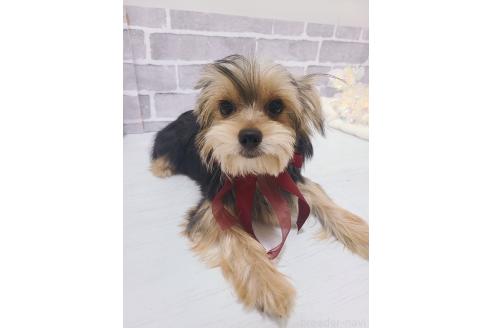 販売中の東京都のミックス犬-351064の3枚目