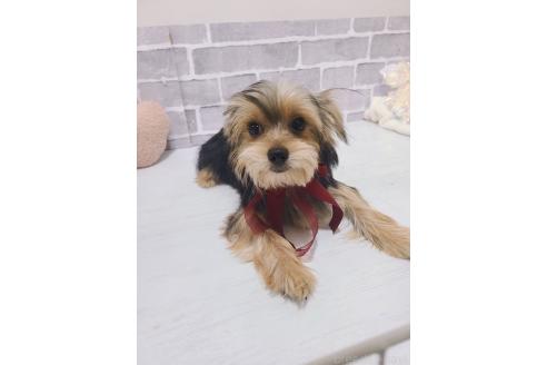販売中の東京都のミックス犬-351064の2枚目