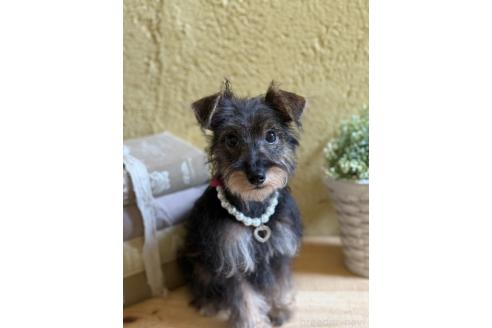 販売中の茨城県のミックス犬-378994の3枚目