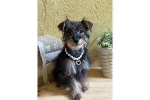 販売中の茨城県のミックス犬-378994の2枚目