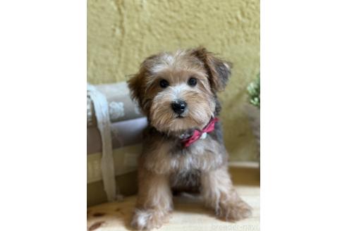 販売中の茨城県のミックス犬-386412の3枚目