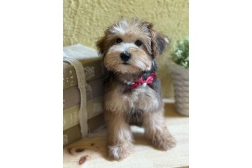 販売中の茨城県のミックス犬-386412の2枚目