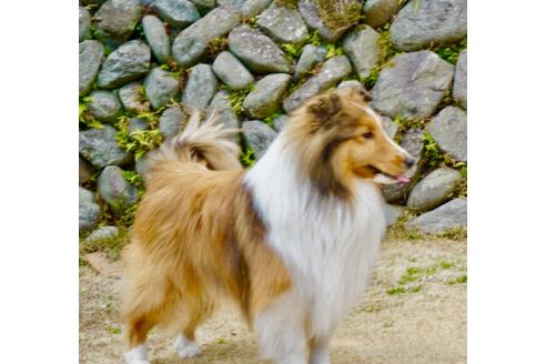 商談中の静岡県のシェットランドシープドッグ(シェルティ)-392894