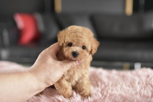 販売中の茨城県のタイニープードル-392974の5枚目
