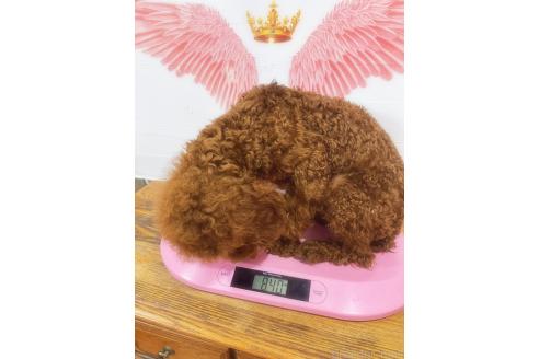 販売中の栃木県のトイプードル-359496の2枚目