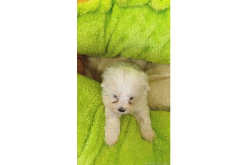 販売中の福岡県のマルプー:マルチーズ×トイプードル-392984の2枚目
