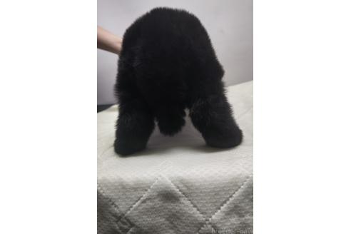 販売中の岡山県のニューファンドランド-392712の6枚目