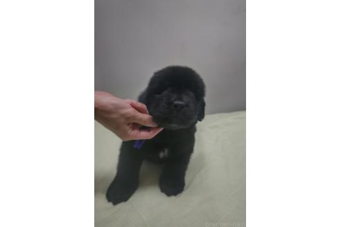 販売中の岡山県のニューファンドランド-392712の5枚目