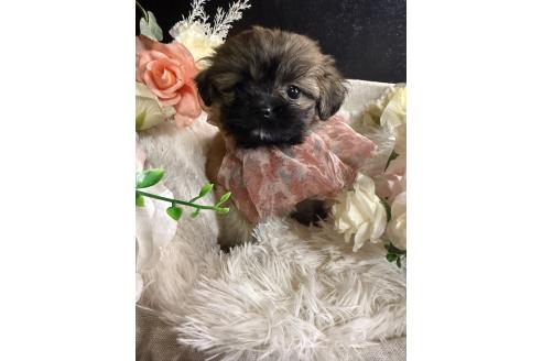 販売中の岐阜県のミックス犬-392793の6枚目