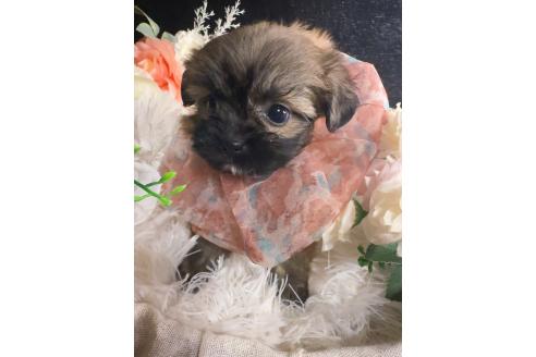 販売中の岐阜県のミックス犬-392793の4枚目
