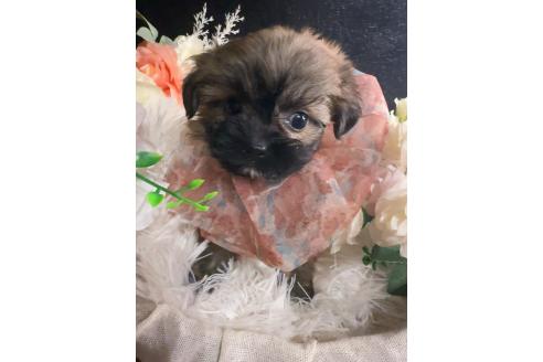 販売中の岐阜県のミックス犬-392793の2枚目