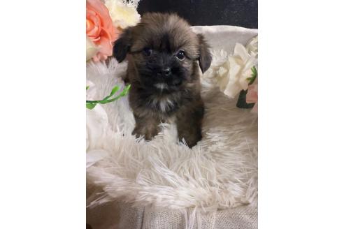販売中の岐阜県のミックス犬-392794の6枚目