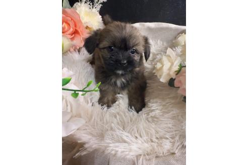 販売中の岐阜県のミックス犬-392794の5枚目