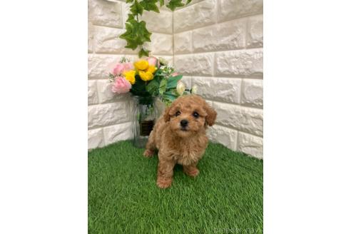 販売中の岡山県のマルプー:マルチーズ×トイプードル-393004の14枚目