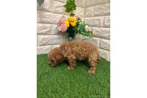 販売中の岡山県のマルプー:マルチーズ×トイプードル-393004の4枚目