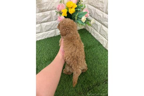 販売中の岡山県のマルプー:マルチーズ×トイプードル-393004の3枚目