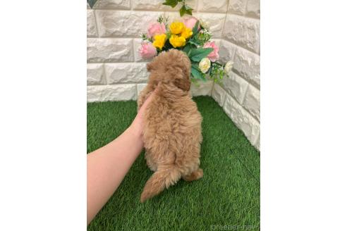 販売中の岡山県のマルプー:マルチーズ×トイプードル-393004の2枚目