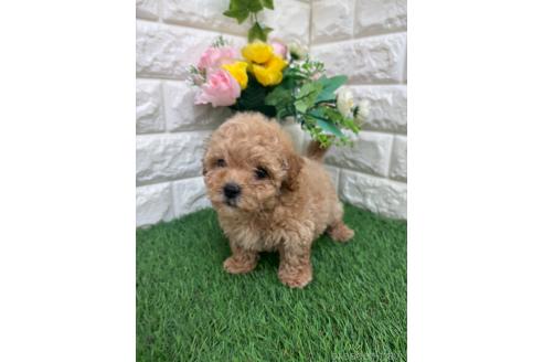 販売中の岡山県のマルプー:マルチーズ×トイプードル-393005の7枚目