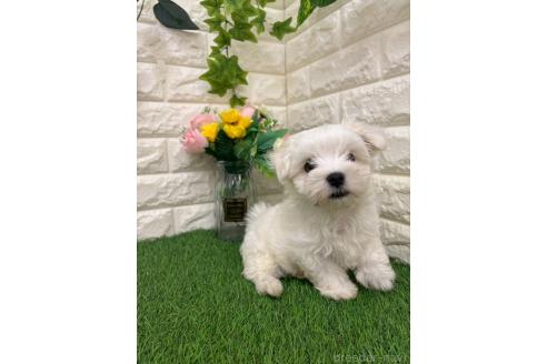 販売中の岡山県のマルチーズ-393006の12枚目