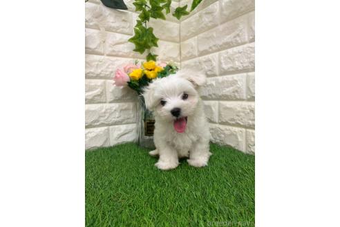 販売中の岡山県のマルチーズ-393006の2枚目