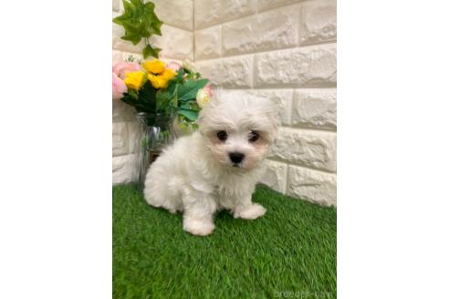 販売中の岡山県のマルチーズ-393007の5枚目