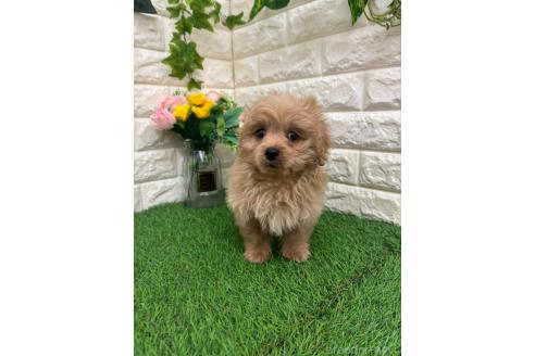 販売中の岡山県のミックス犬-393009の8枚目