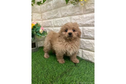 販売中の岡山県のミックス犬-393009の6枚目