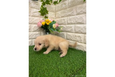 販売中の岡山県のゴールデンレトリーバー-393012の5枚目