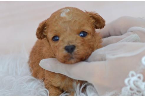 販売中の埼玉県のミックス犬-393020の10枚目