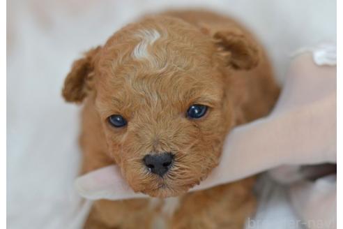 販売中の埼玉県のミックス犬-393020の9枚目