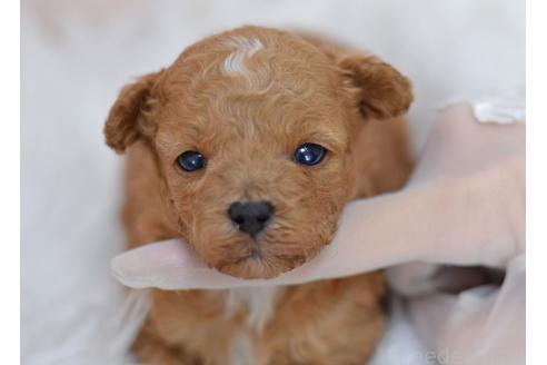 販売中の埼玉県のミックス犬-393020の8枚目