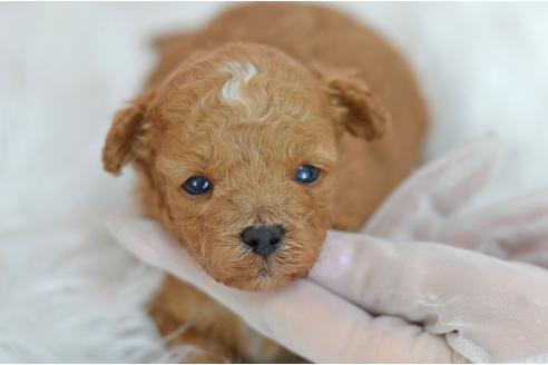 販売中の埼玉県のミックス犬-393020の7枚目