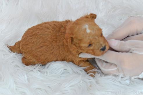 販売中の埼玉県のミックス犬-393020の6枚目