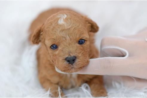 販売中の埼玉県のミックス犬-393020の5枚目