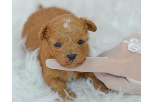 販売中の埼玉県のミックス犬-393020の4枚目