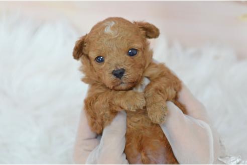 販売中の埼玉県のミックス犬-393020の3枚目