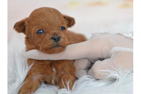 販売中の埼玉県のミックス犬-393021の7枚目
